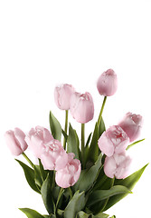 Image showing tulip