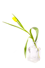 Image showing tulip