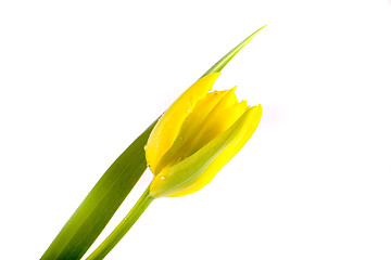 Image showing tulip