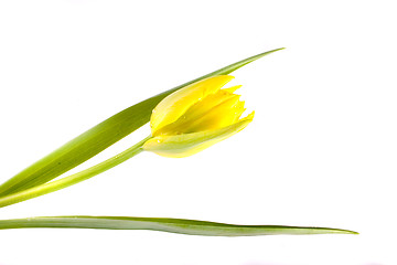 Image showing tulip