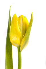 Image showing tulip