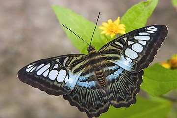 Image showing Butterfly