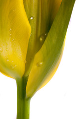 Image showing tulip