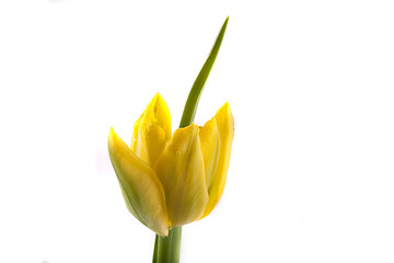 Image showing tulip