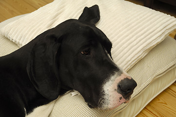 Image showing Dog resting