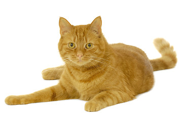 Image showing Red cat