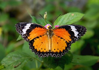 Image showing Butterfly