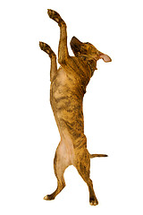 Image showing Standing dog