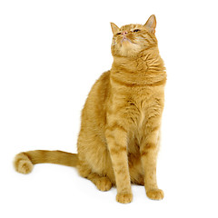 Image showing Red Cat