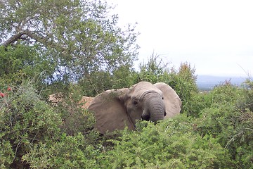 Image showing elephant