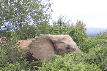 Image showing elephant