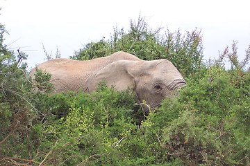 Image showing elephant