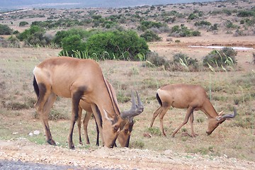 Image showing animal in savanna