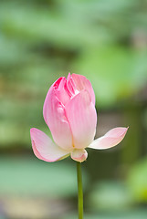 Image showing Lotus flower