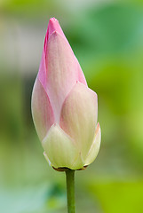 Image showing Lotus flower