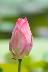 Image showing Lotus flower