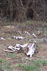 Image showing dead animal's skeleton