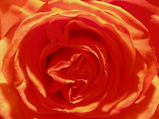 Image showing rose