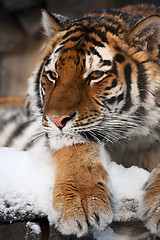 Image showing Tiger portrait