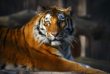 Image showing Tiger portrait