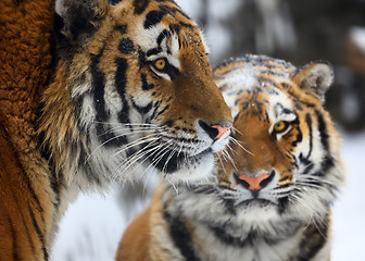 Image showing Tigers