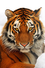 Image showing Tiger portrait