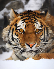 Image showing Tiger portrait