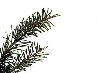 Image showing conifer