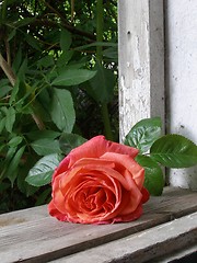 Image showing rose