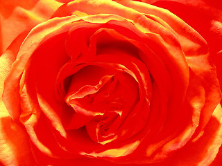 Image showing rose