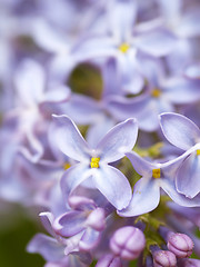 Image showing lilac blossoms