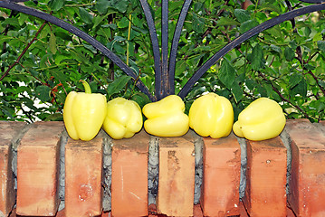 Image showing Yellow paprika on brick fence