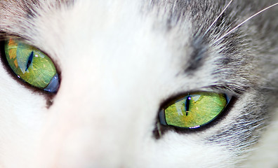 Image showing Green eyes