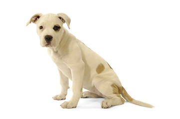 Image showing White Puppy