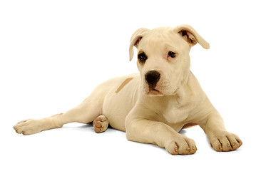 Image showing Puppy