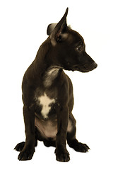Image showing Black shy puppy dog
