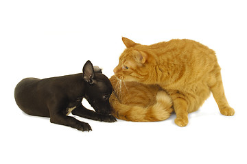 Image showing Cat and dog