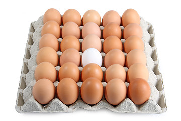 Image showing Brown eggs