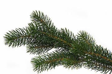 Image showing Fir tree branch