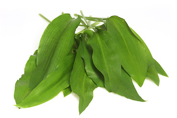 Image showing Bear's garlic