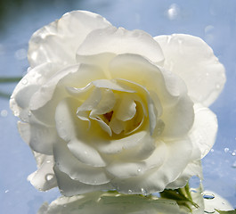 Image showing white rose flower