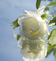 Image showing white rose
