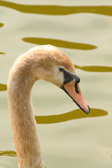 Image showing Young swan