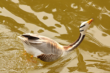 Image showing Funny swimming