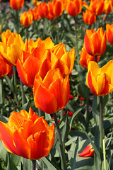 Image showing Red and orange tulips