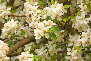 Image showing Blooming appletree