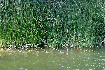 Image showing Reed