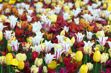 Image showing Tulips background