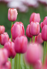 Image showing Pink tulips