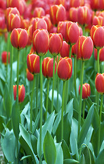 Image showing Red tulips